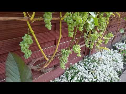 Видео: ГДЕ РАСТЁТ САМЫЙ ВКУСНЫЙ ВИНОГРАД НА СЕВЕРЕ ГЕРМАНИИ? У ИРИНЫ НА УЧАСТКЕ! | #1009