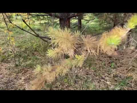 Видео: В октябре за рыжиками.