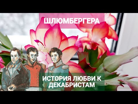 Видео: История любви к декабристам. Шлюмбергера, рождественник, зигокактус, декабрист.