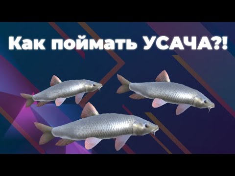 Видео: На ЧТО и КАК поймать эту редкую РЫБУ??? Усач в Оттаве