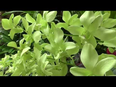 Видео: Перекись водорода для орхидей в природе. Дендрофаленопсис, калладиумы, бутоны, листья.