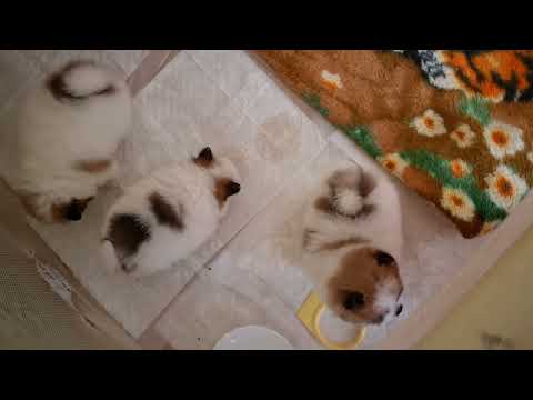 Видео: 1,5 месяца шпиц померанский