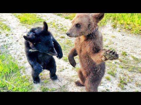 Видео: Медвежонок Пряник ЗАХОТЕЛ ДОСТАТЬ ЛИСУ из норы! Финик - профи, а Пряник чуть не упал с дерева)))