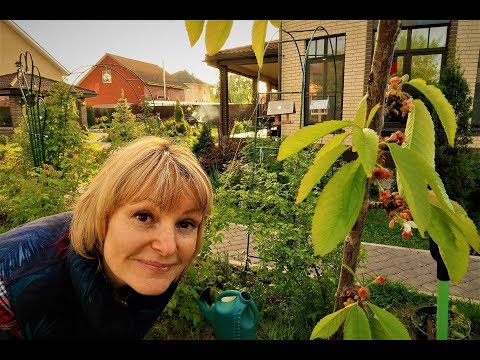 Видео: ИПУТЬ 2.0: САЖАЕМ ИПУТЬ ПРАВИЛЬНО | ЛУЧШАЯ ЧЕРЕШНЯ ДЛЯ ПОДМОСКОВЬЯ