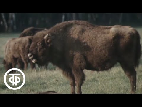 Видео: В объективе - животные. Зубр (1981)