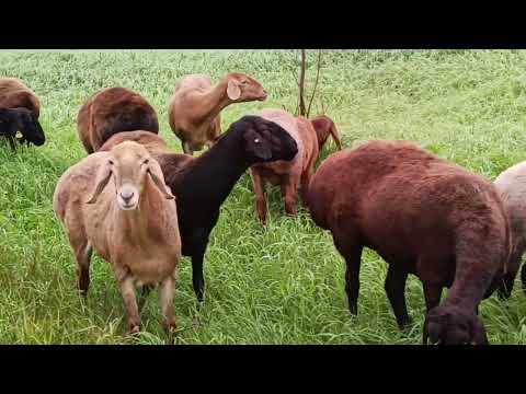 Видео: 11.08.25 год, матки на продажу, Ватсапп+79192404323