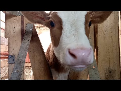 Видео: Про нодулярный дерматит,  продажу быка и мою жадность