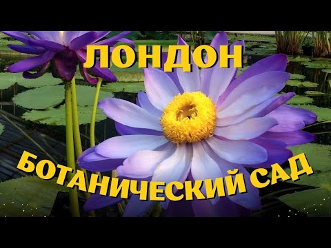 Видео: Лондон. Ботанический сад Kew Gardens. Оранжереи с орхидеями и водяными лилиями.