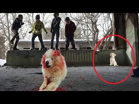 Видео: Щенок забился в угол, пока подростки избивали его мать, а когда они разошлись…