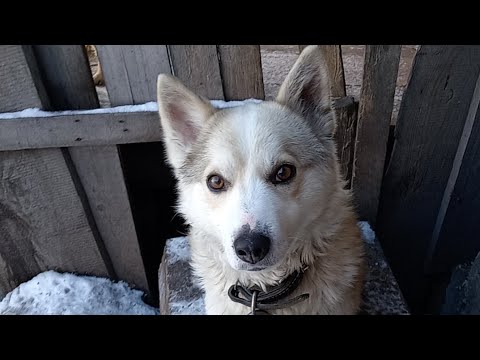 Видео: Мухтар меня не слушается 🤣