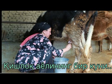 Видео: ҚИШЛОҚ АЁЛИНИНГ БИР КУНИ