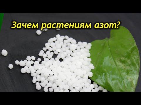 Видео: Азотные удобрения комнатных растений! Зачем растениям азот?