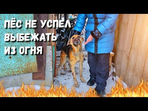 Видео: 💔😱 Огонь был везде Но пёс не смог убежать Он был закрыт во дворе горящего дома /Help save the dog