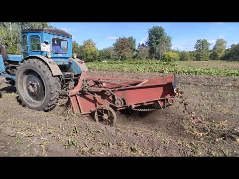 Видео: Копаем картофель Т 40 ам и Ктн 2 в