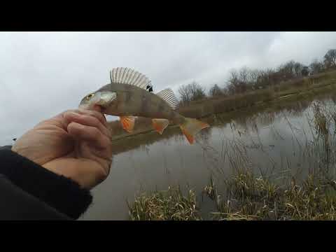 Видео: Рыбалка поздней осенью на боковой кивок в ноябре. Клёв окуня щуки на мормышку.