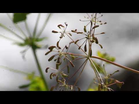 Видео: Дипломная Работа "Лашкерек - Узбекская Швейцария"
