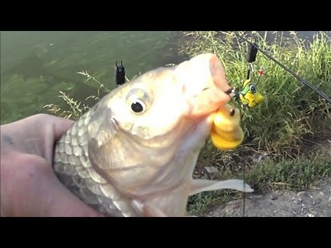 Видео: КАРАСИ ЛОПАТЫ. на ФЕРМЕНТИРОВАНУЮ КУКУРУЗУ. #ферментированаякукуруза #флэтфидер