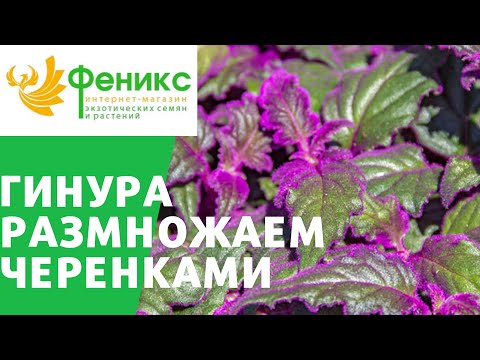 Видео: Гинура размножение черенками