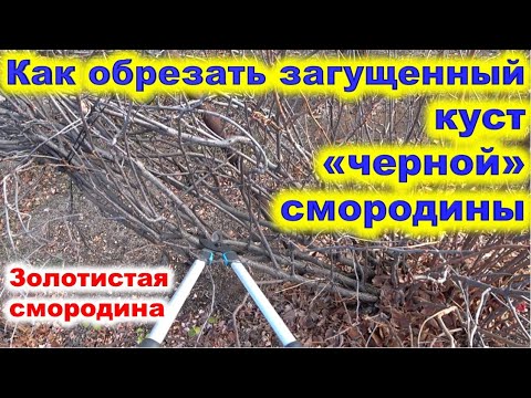 Видео: как обрезать запущенный куст черной смородины
