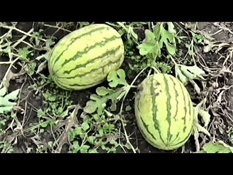 Видео: Советы огородников по выращиванию арбузов в Сибири