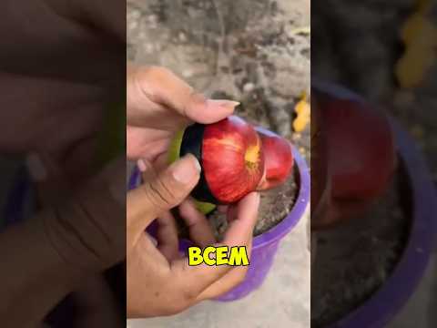 Видео: Лучше решения вы не найдете #лайфхаки #сад #рекомендации