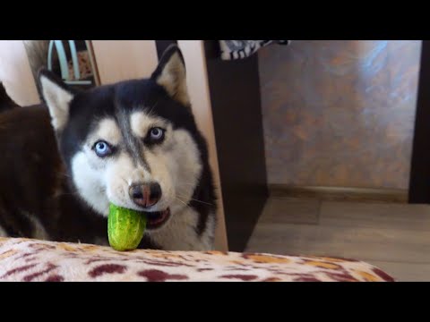 Видео: Хаски и Клопушка!