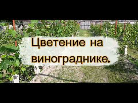 Видео: Виноградарство наоборот  Цветение винограда 15 06 23 Беларусь