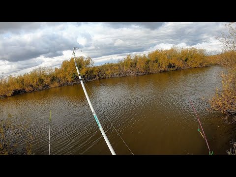 Видео: КАРАСИ-КРУГЛЯШИ В РЕЧКЕ-ПЕРЕПЛЮЙКЕ!!! РЫБАЛКА НА ДОНКИ!!! Осенний клёв крупного карася!!!