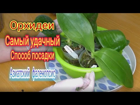 Видео: Безупречная система посадки орхидей. KS Super Zebra/Friday Princess Brother/Bellina blue x Gigantea