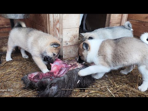 Видео: Щенки звери