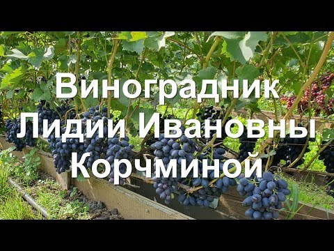 Видео: Алтайский край. #Барнаул. 2019 год. #Виноградник Лидии Ивановны Корчминой