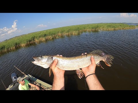 Видео: Рыбалка на Кастинговую Сеть в "День Рыбака" оказалась зачётной!?!