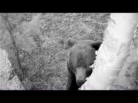 Видео: МЕДВЕДЬ РОДИЛСЯ В РУБАШКЕ ИЛИ КРИВОЕ РУЖЬЁ. ОХОТА НА МЕДВЕДЯ У ПРИВАДЫ. КАДРЫ С ФОТОЛОВУШКИ.