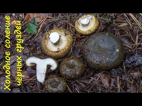 Видео: Холодное соление чёрных груздей.