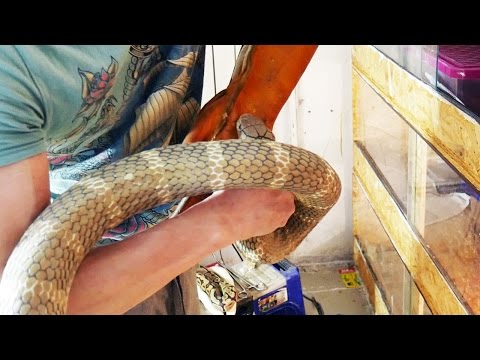 Видео: КОБРА ОЧЕНЬ КРЕПКО ВЦЕПИЛАСЬ. Пересаживаем королевских кобр