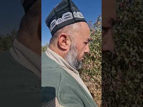 Видео: пистапарвари дар Қумсангир. Ҳоҷи Фаррух пистапарвар. ниҳоли пистаро ба ман заказ кунед. 900004489