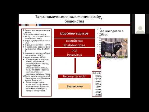 Видео: Бешенство Ч.1