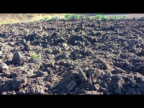 Видео: Обробка Грунту,під зиму в Дома.Овочеві рослини.