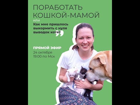 Видео: Как выходить и вырастить новорожденных котят. История Кати Дуленковой