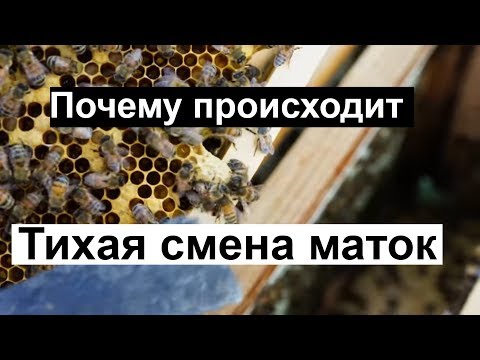 Видео: Пасека #92 Почему Происходит Тихая Смена Маток? | Пчеловодство для начинающих