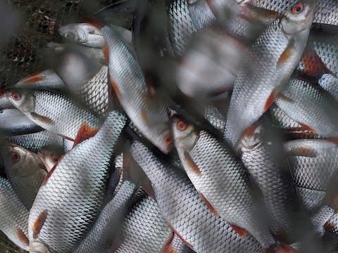 Видео: Капризная плотва нехочуха, но я её поймал, отчёт № 418