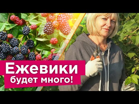 Видео: ЕЖЕВИКА ЗАСЫПЕТ ЯГОДАМИ, ЕСЛИ СДЕЛАТЬ ЭТО В СЕНТЯБРЕ! Обрезка, подкормка и уход за ежевикой осенью