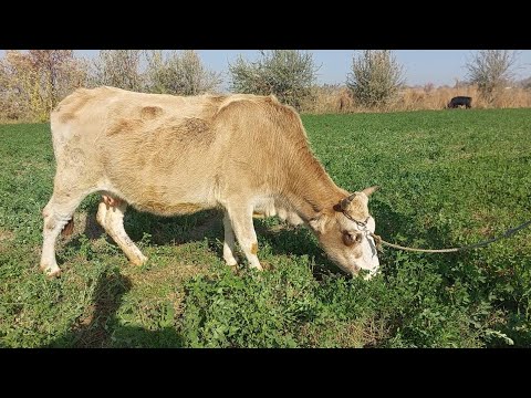 Видео: ЯКСАР ГОВИ БУГУЗИ 5 МОХА 3 ЛИТР ШИР ДОРА БО НАРХИ АРЗОН ХАРИДОРО МАРХАМАТ 