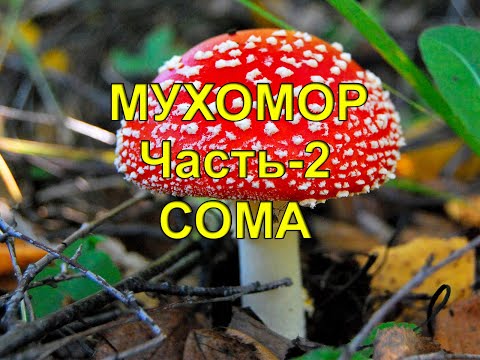 Видео: Мухомор. Чать -2. Сома. Рецепт приготовления.