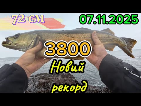 Видео: Трофейний полок з Атлантики! Риболовля з берега на спінінг. #fishing #рибалкавокеані #atlanticocean 