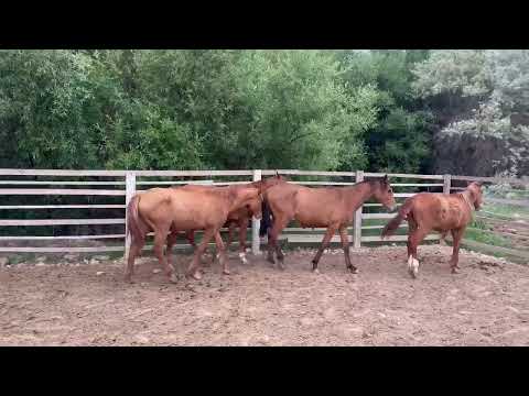 Видео: Арзан дончак оспурумдор сатылат тел;0703445430,