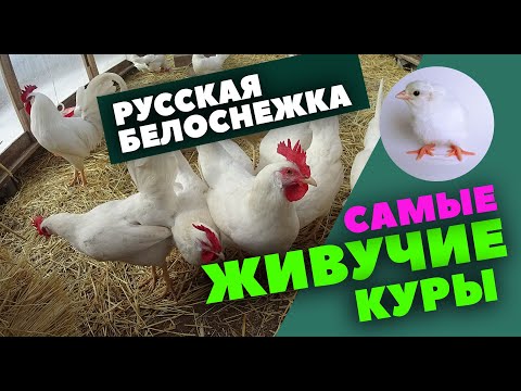 Видео: Русская белая порода кур / Наш опыт / История / Отзывы