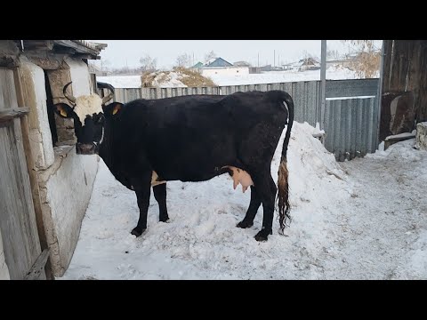 Видео: Сиыр көру,бордақы сою,бұқа алу .