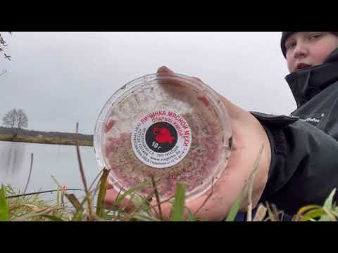 Видео: РЫБАЛКА НА ФИДЕР! НЕЗНАКОМЕЦ ДАЛ ПОЛОВИТЬ НА МОРМЫШИНГ И КЛЮНУЛА ЗДОРОВЕННАЯ СОРОГА!