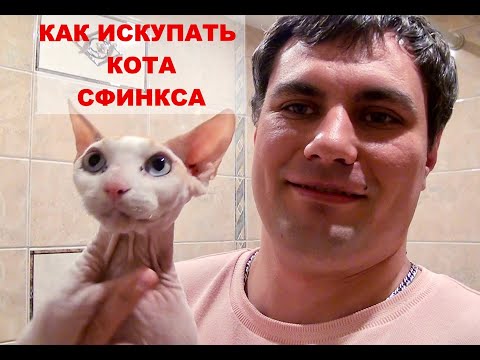 Видео: КАК КУПАТЬ КОТА СФИНКСА И КАК ЧИСТИТЬ УШИ ПРАВИЛЬНО -  BATHING AND CLEANING THE EARS OF A SPHINX CAT